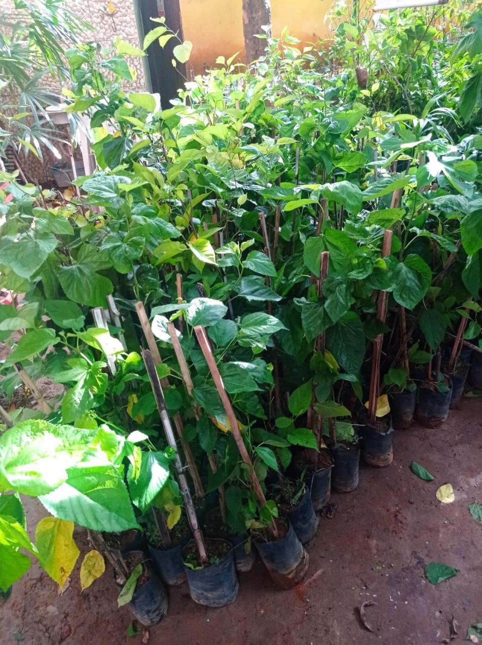 Plantar E Cuidar Homestay Santa Cruz do Escalvado