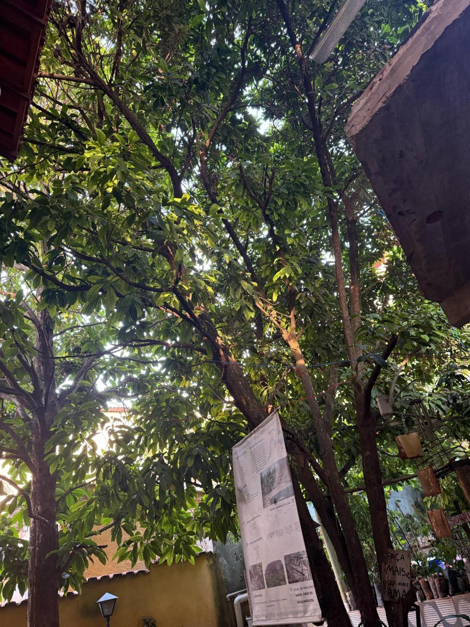Homestay Plantar E Cuidar